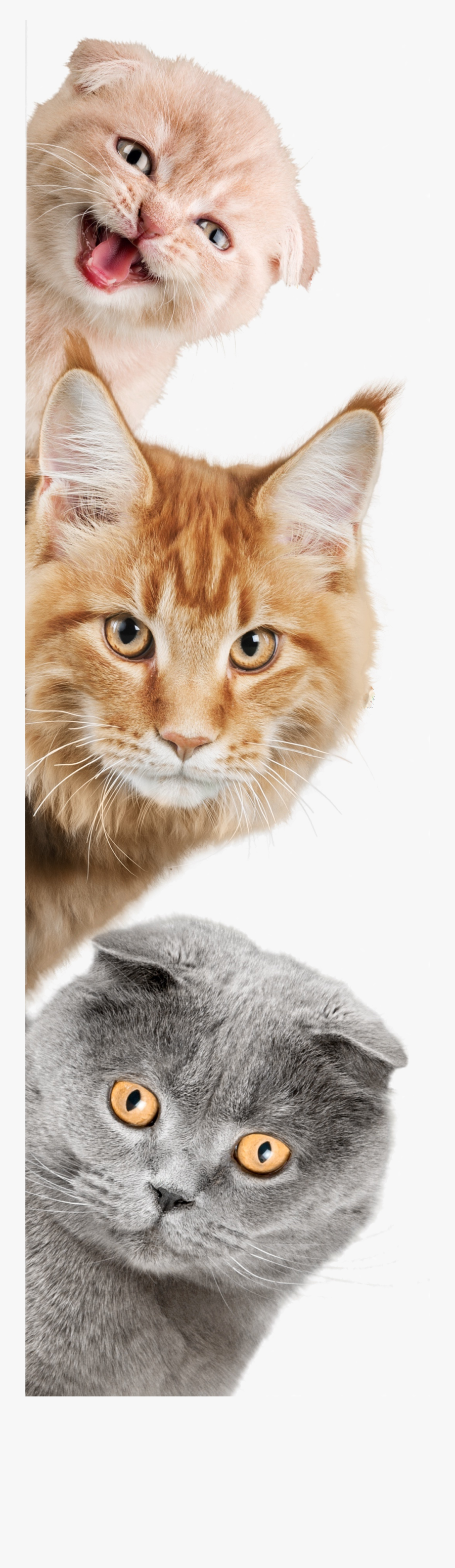Cat Laying Down Png - Wall Decal, Transparent Clipart