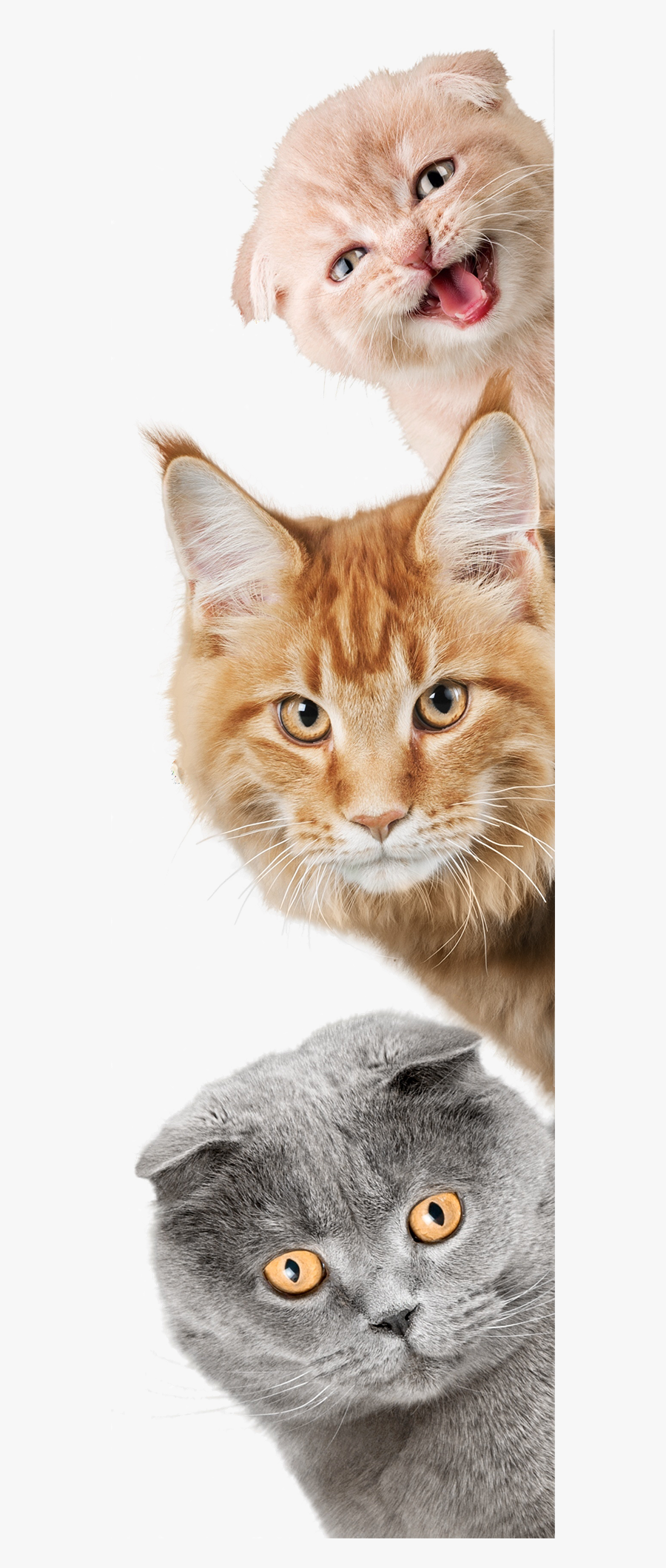 Cat Laying Down Png - Papel De Parede Animais, Transparent Clipart