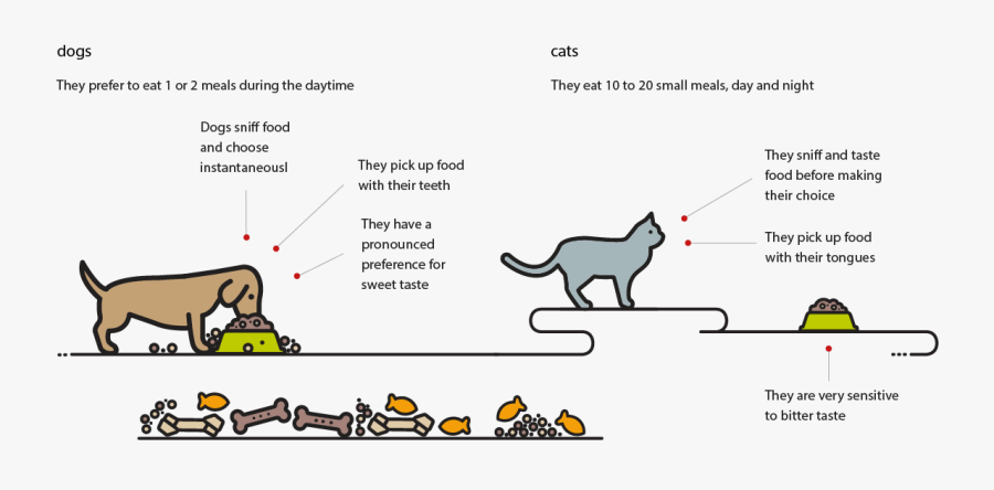 Picking Up A Dog Vs Picking Up A C, Transparent Clipart