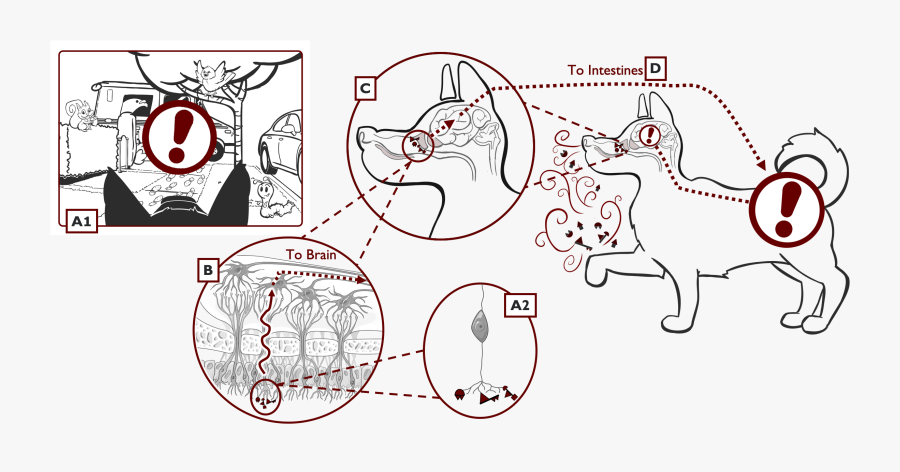 Cartoon, Transparent Clipart