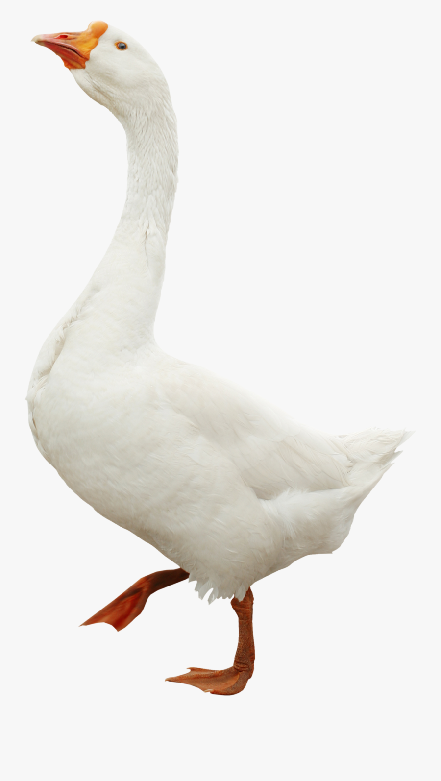Cabeza Gansos Png, Transparent Clipart