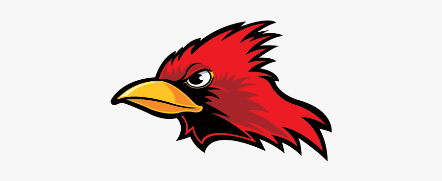 Cardinal Vector Head - Cardinal Logo, Transparent Clipart