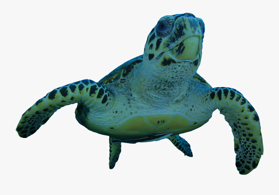 Transparent Green Sea Turtle Clipart - Transparent Turtle, Transparent Clipart