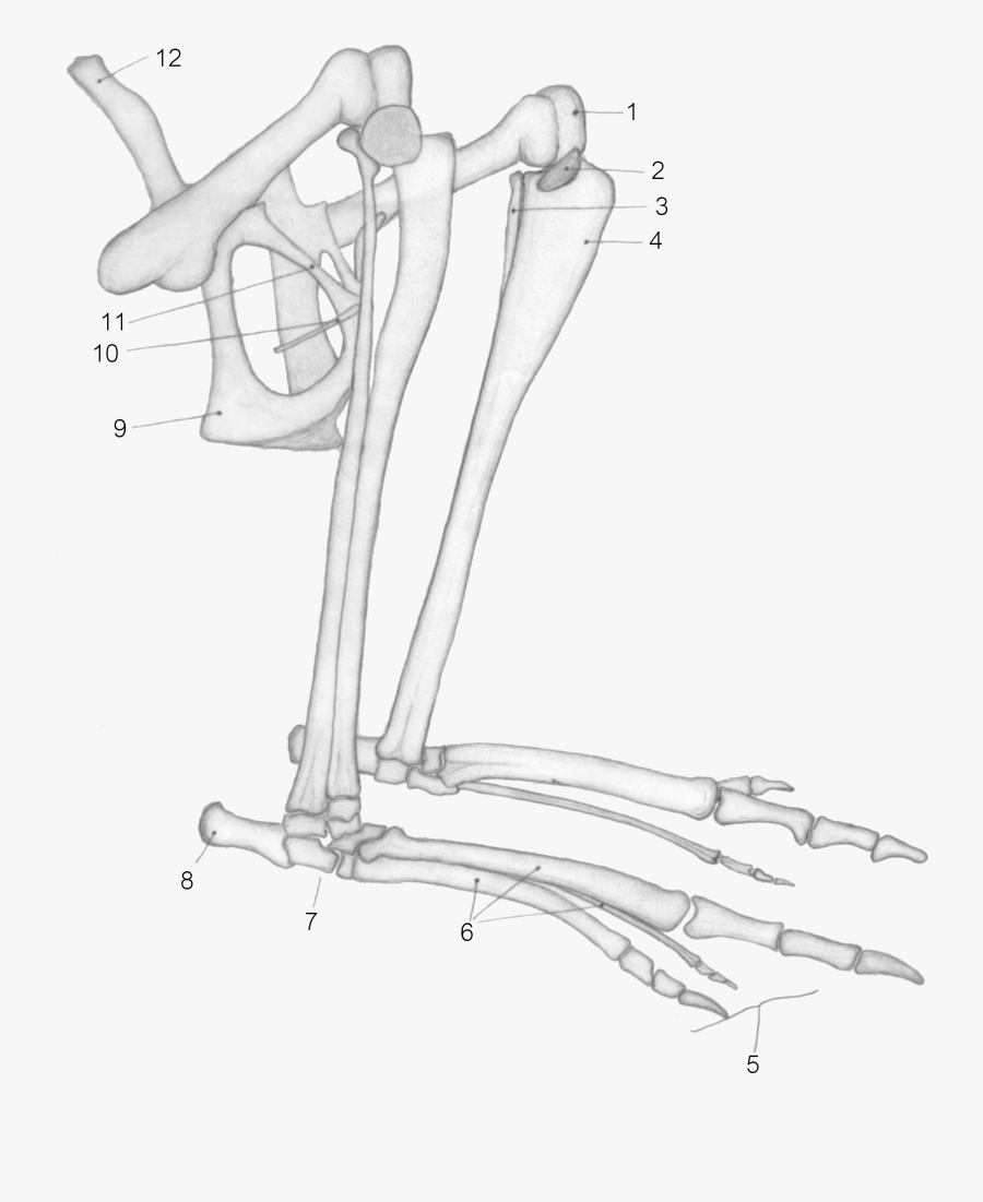 Drawing Kangaroo Body - Epipubic Bones, Transparent Clipart