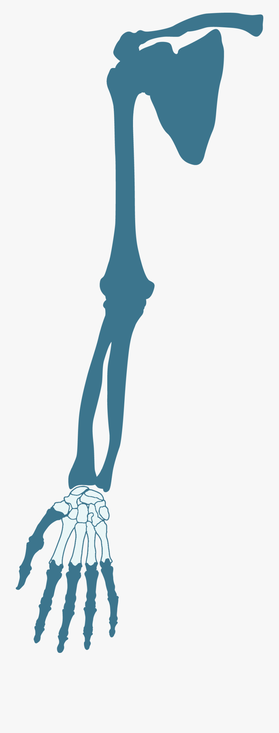 Symptom Checker Hand Microsurgery - Skeleton, Transparent Clipart