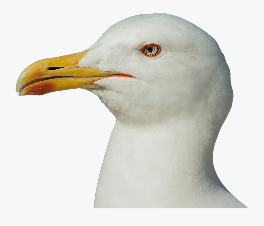 Seagull Head Transparent Background, Transparent Clipart