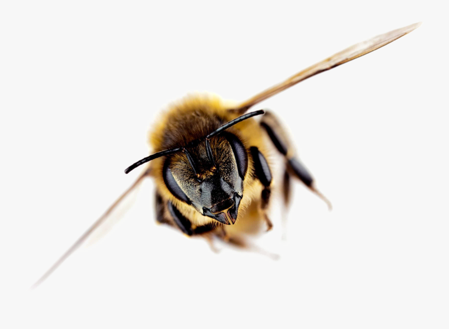Transparent Bee Png - Importance Of Bees Facts, Transparent Clipart