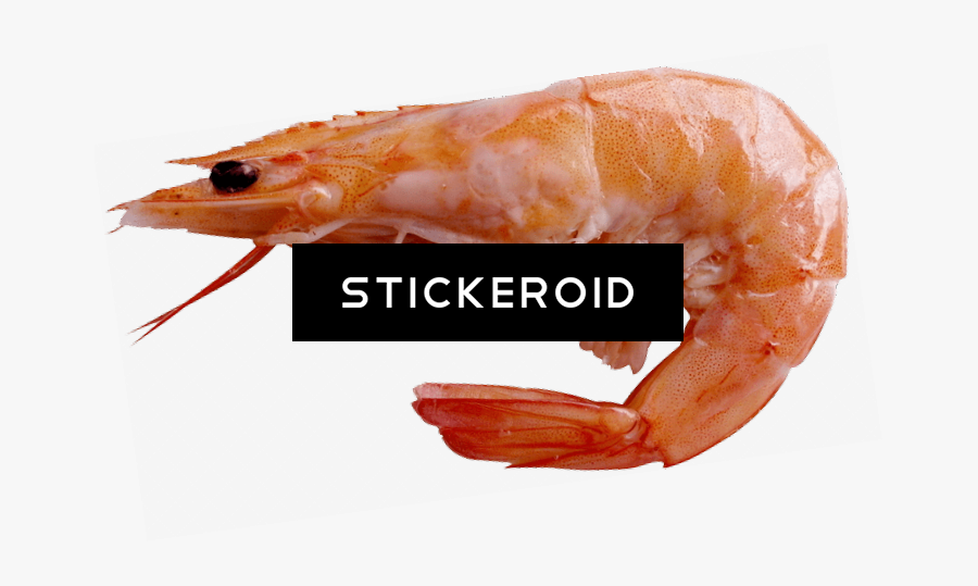 Transparent Shrimp Grey - Prawn A Fish, Transparent Clipart