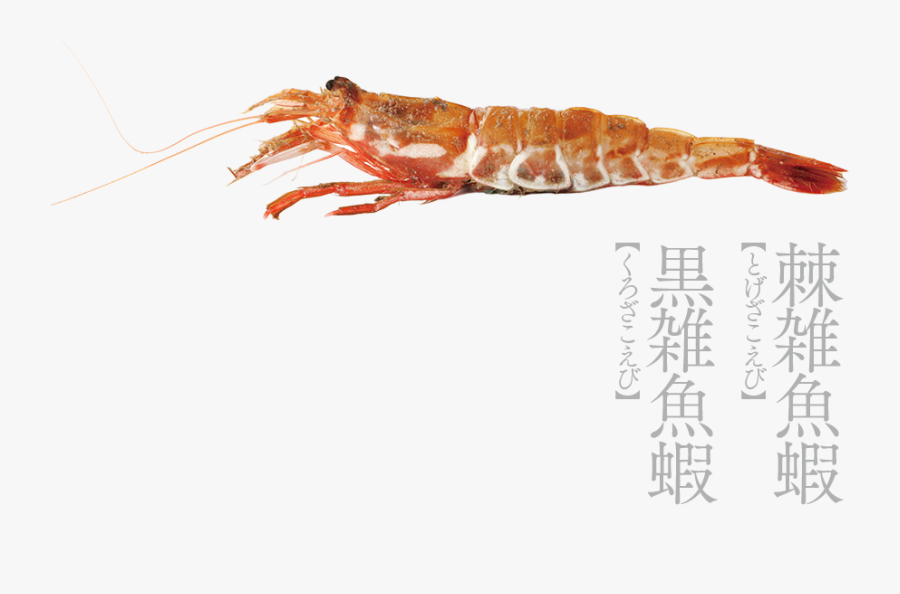 Transparent Shrimp Translucent - Antarctic Krill, Transparent Clipart