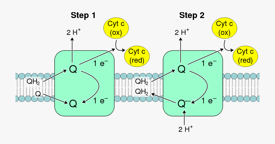 Oxidative Phosphorylation Complex Iii - Q Cytochrome C Oxidoreductase, Transparent Clipart