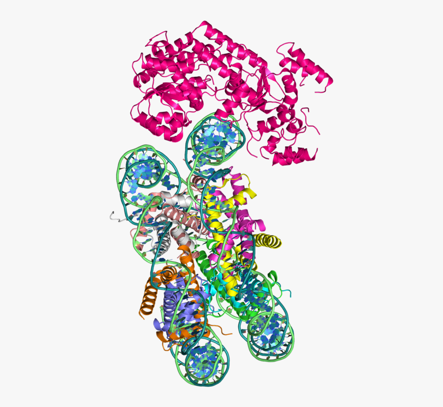 Snf2 Atpase Domain In Complex With A Nucleosome - Swi Snf Complex Arabidopsis, Transparent Clipart