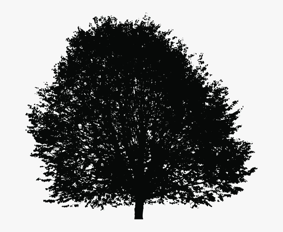 Tree Silhouette Deciduous Clip Art - Calamansi Tree 3d Images Without Background, Transparent Clipart