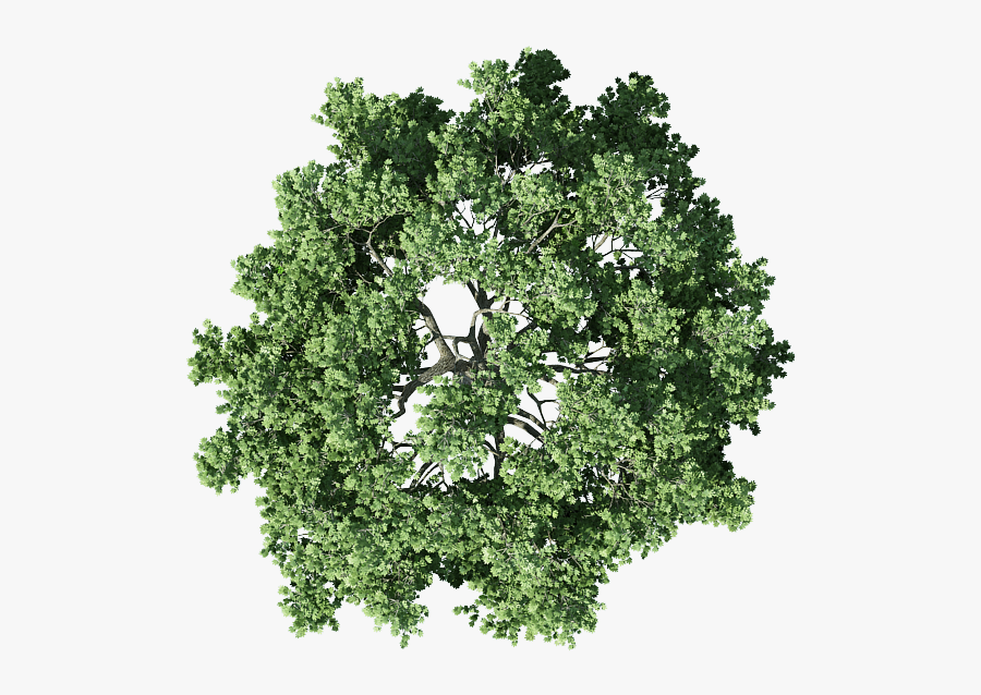 Transparent Treetop Clipart - Tree Architecture Plan Png, Transparent Clipart
