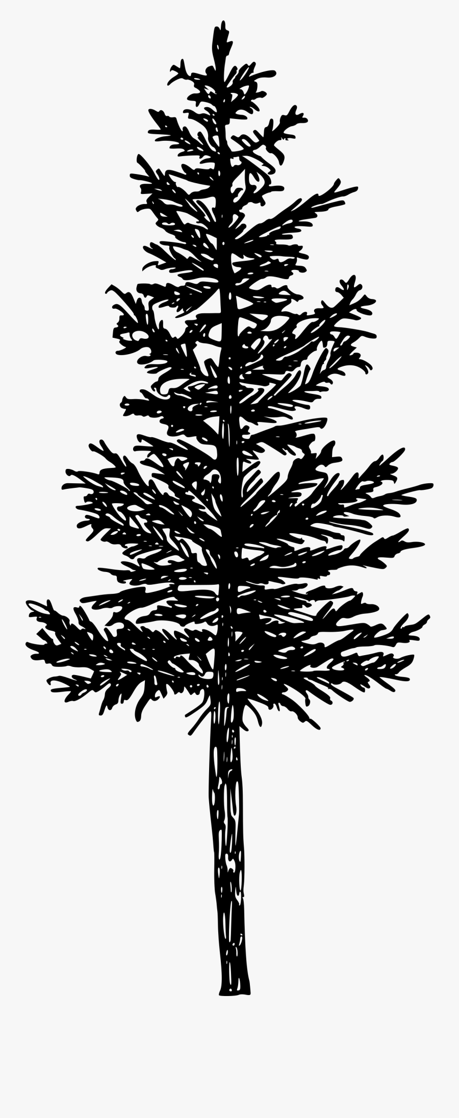 Pine Tree Silhouette Png -free Download - Pine Tree Silhouette Png, Transparent Clipart