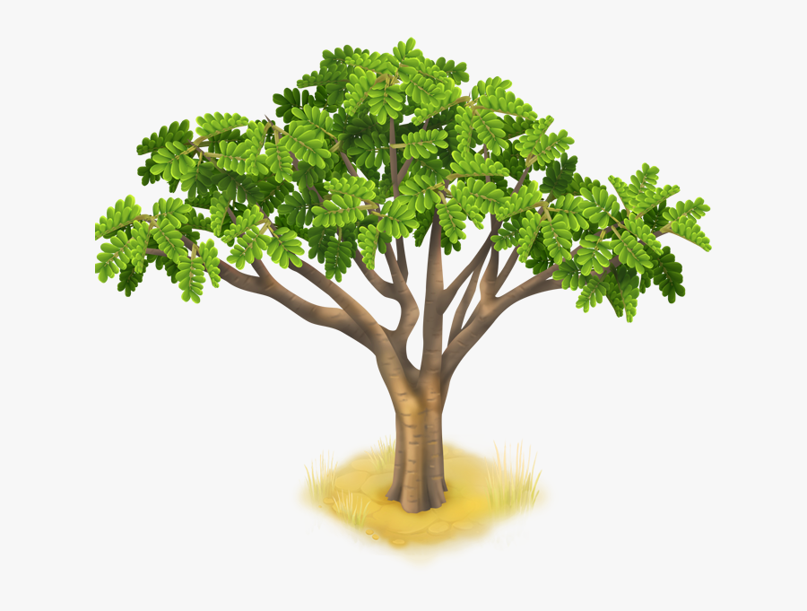 Acacia Png Transparent Background - Illustration, Transparent Clipart