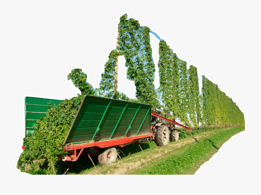Harvesting Hops, Transparent Clipart