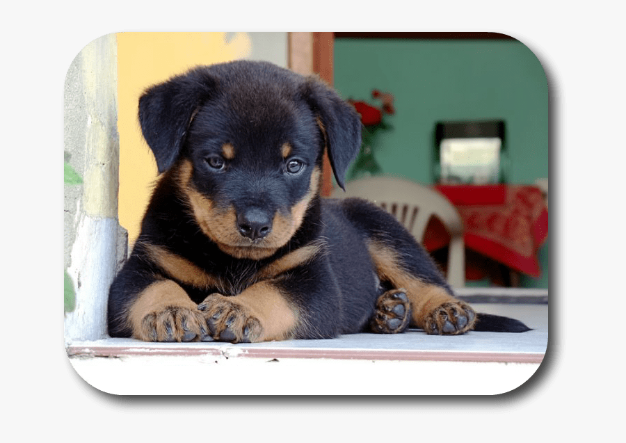 Puppy Rottweiler, Transparent Clipart