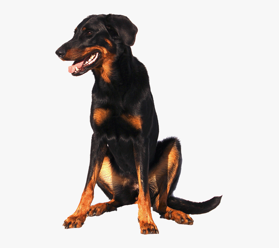 Doberman Png, Transparent Clipart