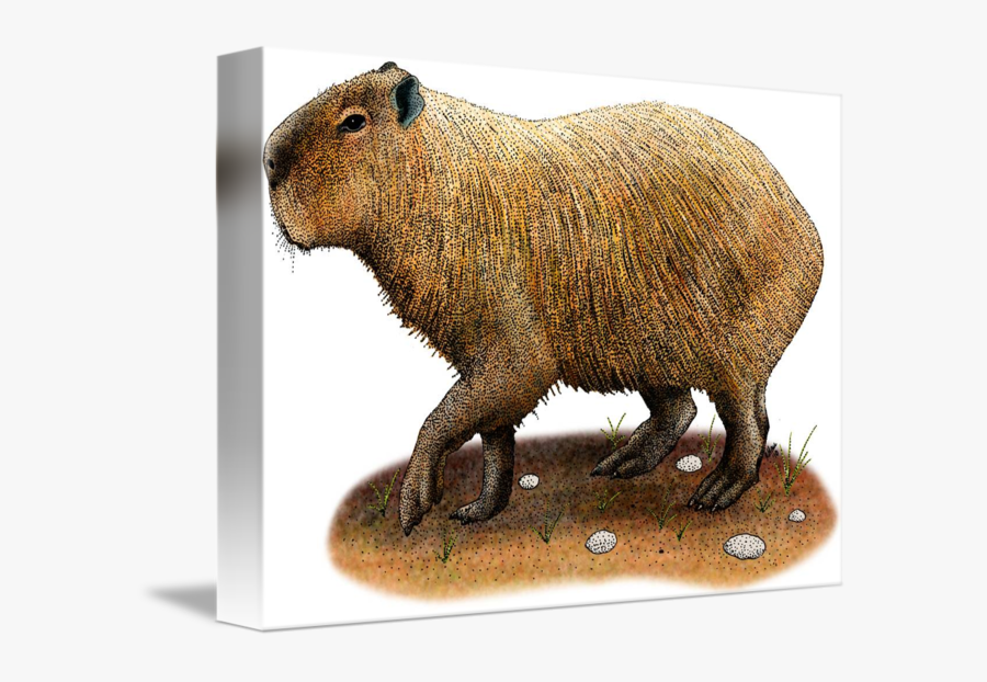 Muskrat Drawing Fried - Punxsutawney Phil, Transparent Clipart