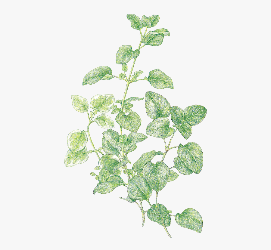 Clip Art Favourite Herbs Oregano And - Houseplant, Transparent Clipart
