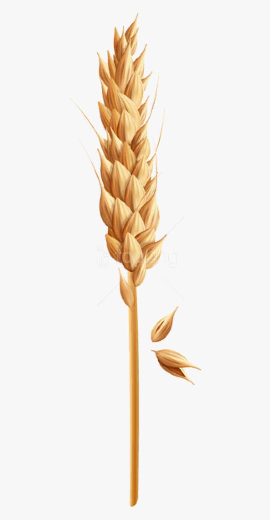Download Png Photo Toppng - Clip Art Wheat Grain, Transparent Clipart