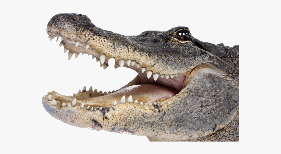 Alligator Clipart Magarmach - Alligator Png, Transparent Clipart
