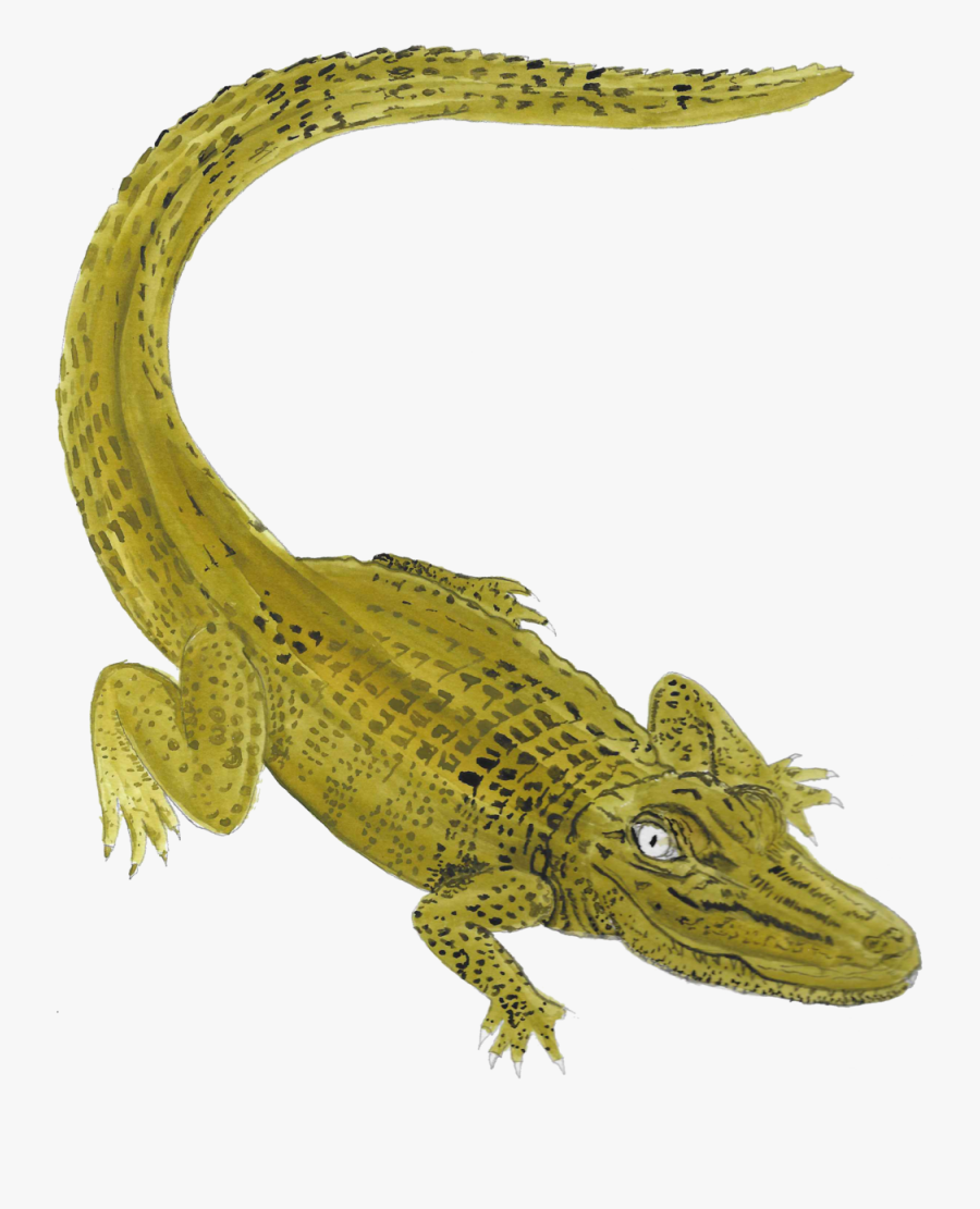 Icon Gator Nile Crocodile- - American Crocodile, Transparent Clipart