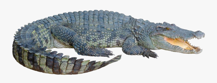 Saltwater Crocodile No Background, Transparent Clipart