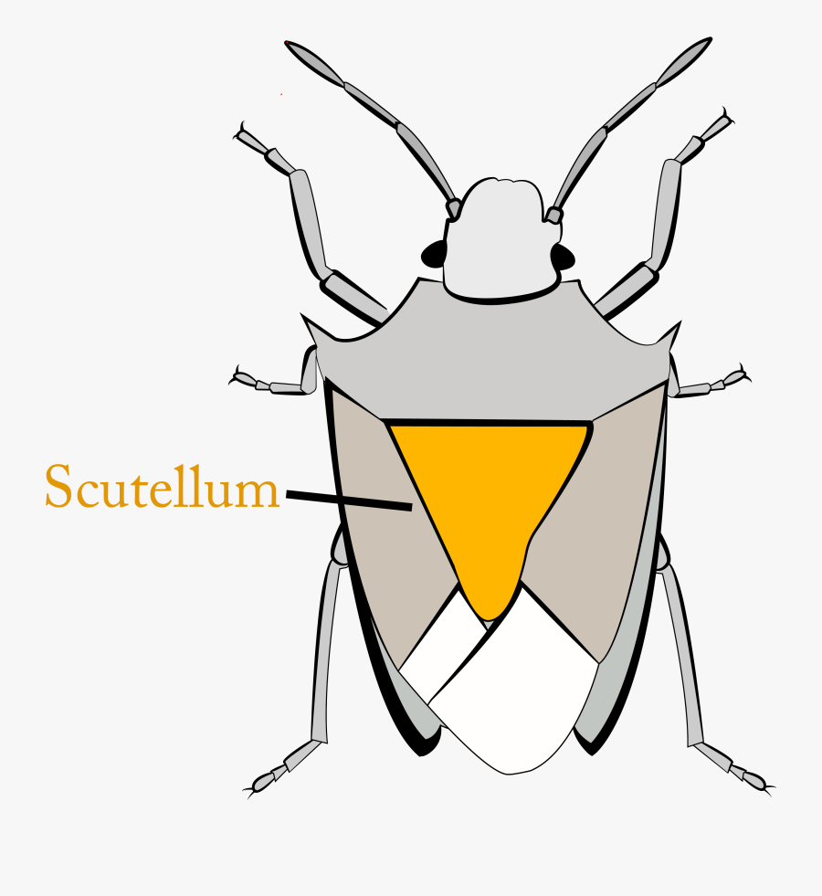 Scutellum Of Stink Bugs, Transparent Clipart