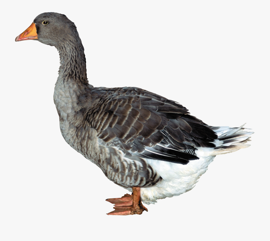 Duck Png, Transparent Clipart
