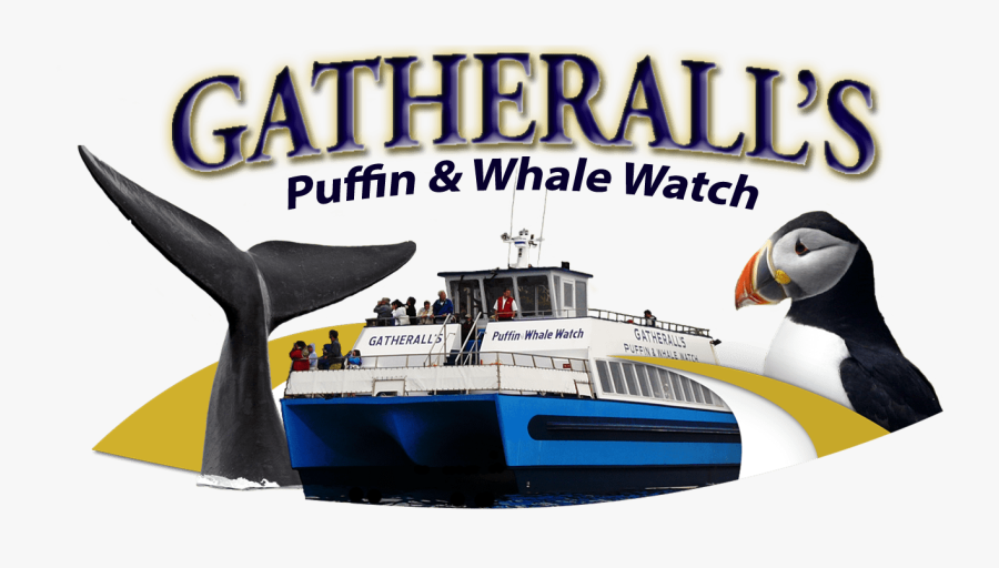 Transparent Puffin Png - Conalep, Transparent Clipart