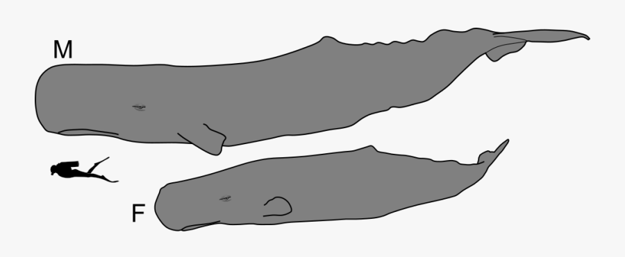 Sperm Whale Male And Female Size - Sperm Whale Male And Female, Transparent Clipart