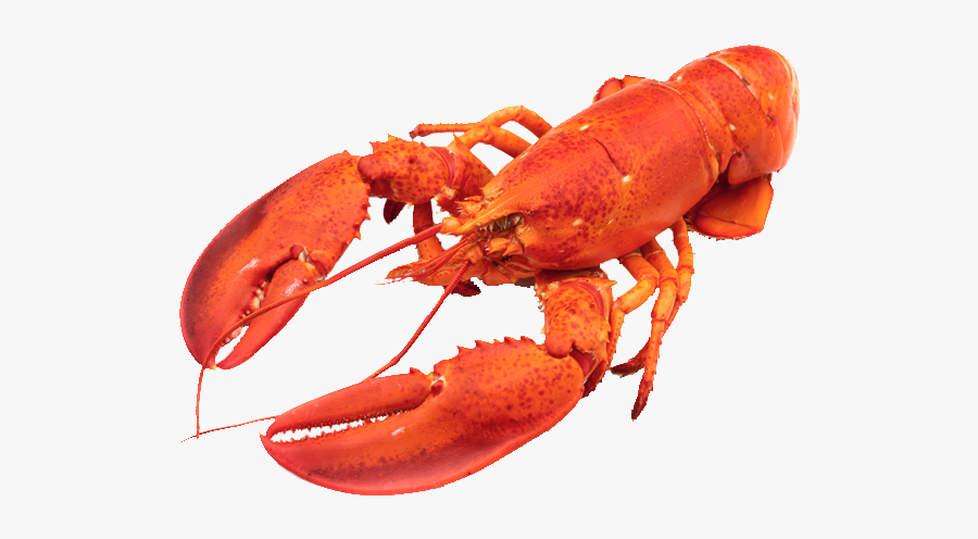 Download Lobster Animals Png Transparent Images Transparent - Red Lobster Png Transparent, Transparent Clipart