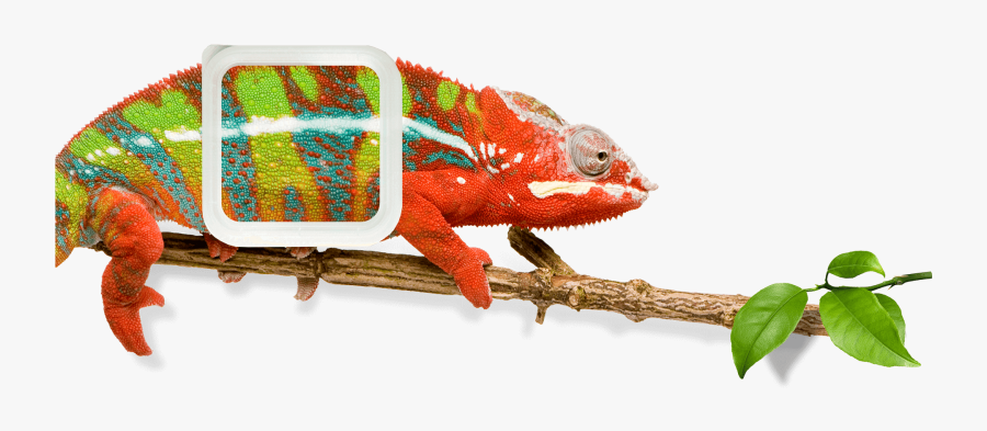 A Colorful Charmeleon With A Colorful Tech 2 Overcap - Furcifer Pardalis Ambilobe, Transparent Clipart