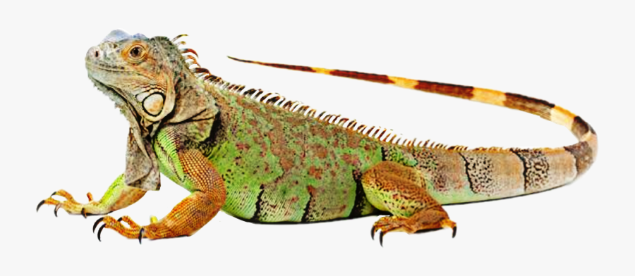Iguana Clipart Colorful - Iguana Verde Png, Transparent Clipart