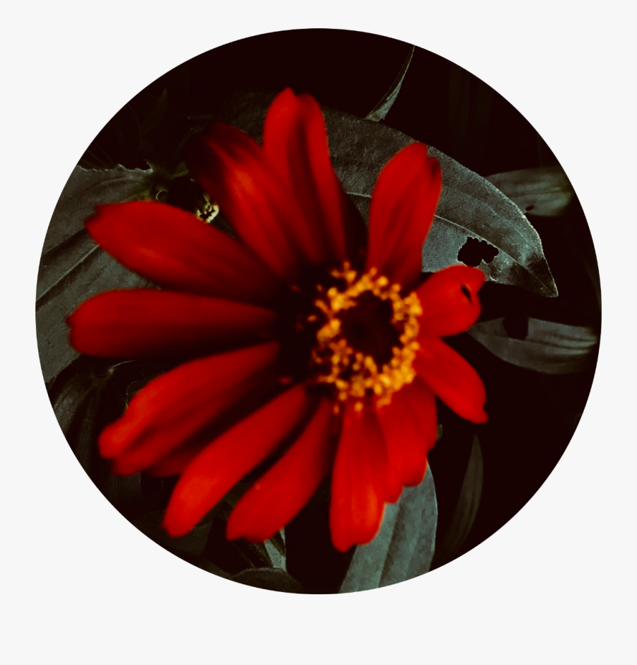 #red #flower #aesthetic #jungle #weeeeee #freetoedit - Dahlia 'bishop Of Llandaff', Transparent Clipart