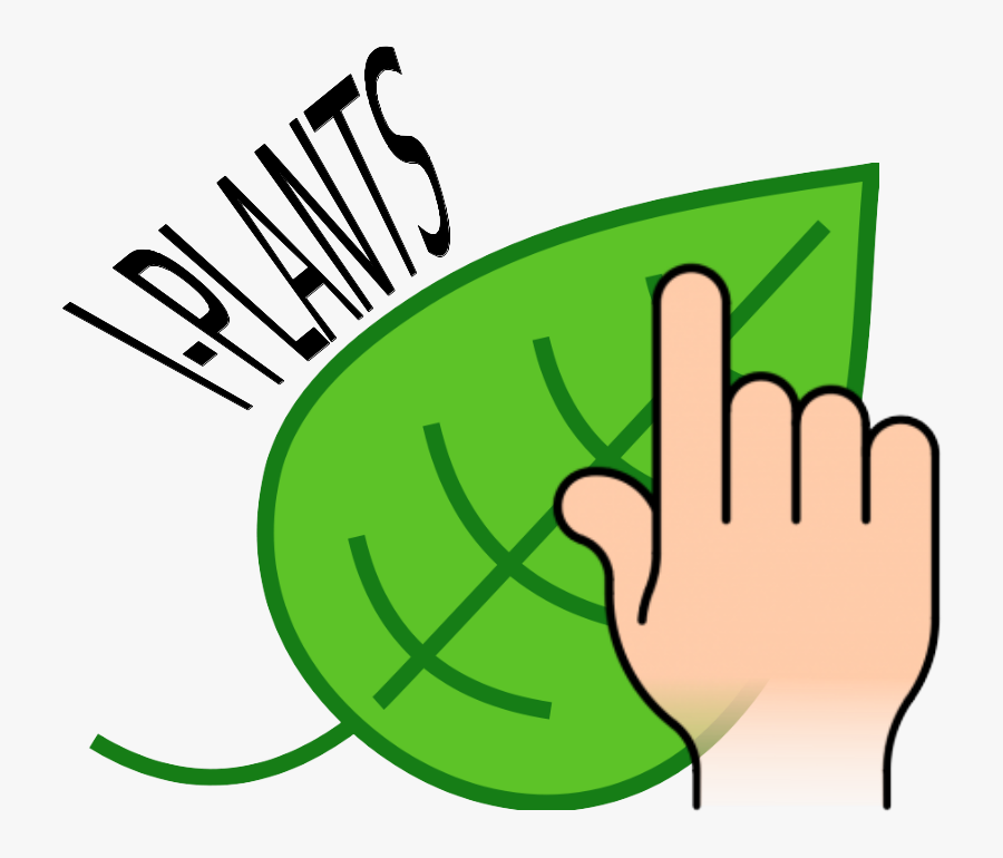 Simple Green Leaf Drawing Clipart , Png Download - Leaf Clip Art, Transparent Clipart