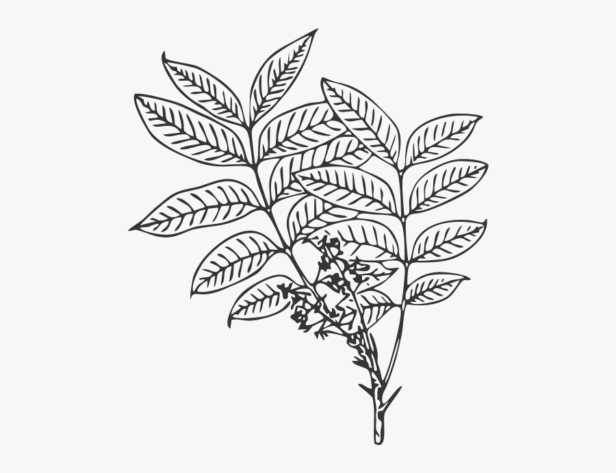 African Mahognay Leaf - Illustration, Transparent Clipart