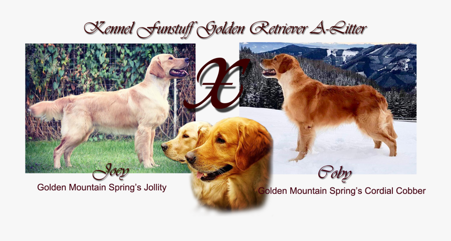 Transparent Golden Retriever Png - Golden Retriever, Transparent Clipart