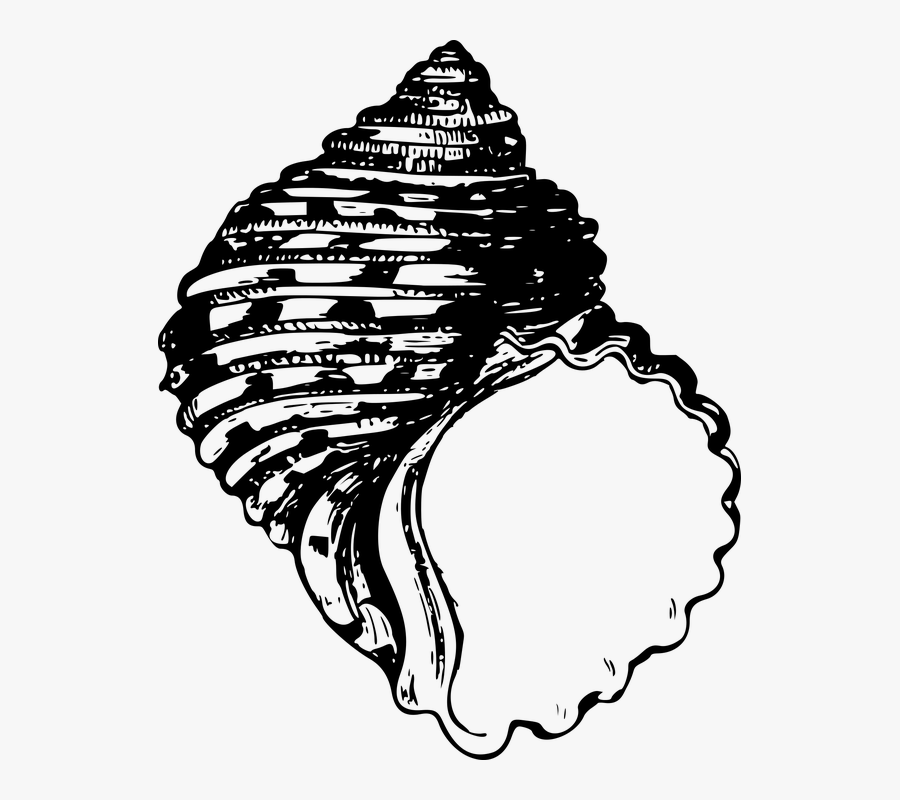 Animal, Beach, Favorites, Ocean, Sea, Seashell, Seaside - Line Drawings Of Sea Shells, Transparent Clipart