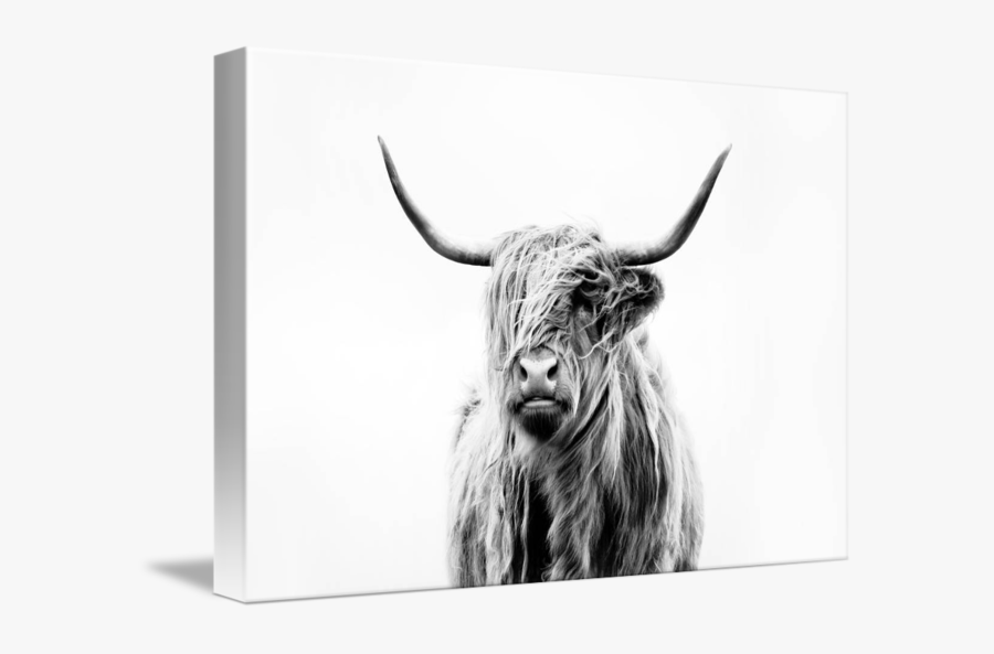 Highland Cow Wall Print, Transparent Clipart