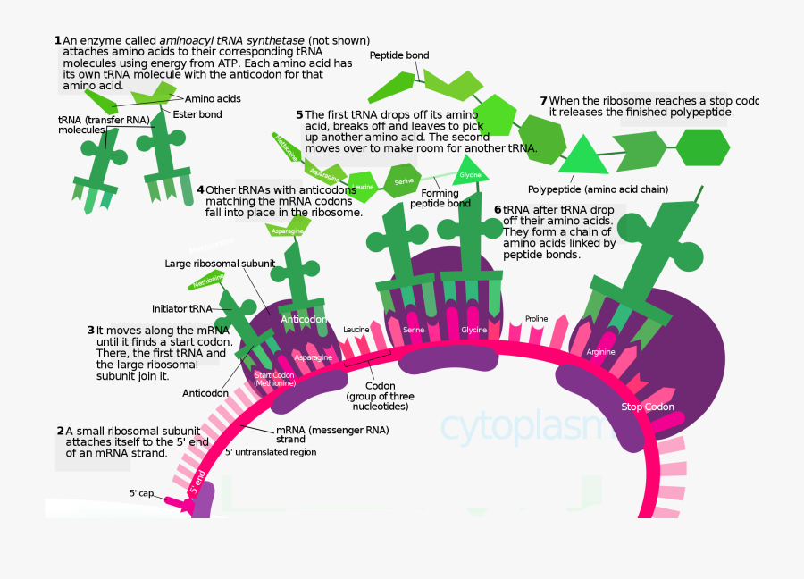 Poster Of Translation Of Biology, Transparent Clipart