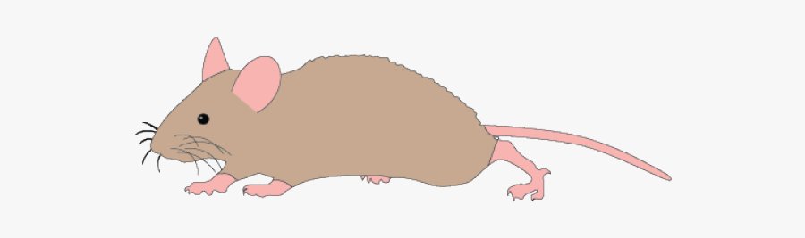 Mouse Clipart Animal - Png Transparent Mouse Clipart Running, Transparent Clipart