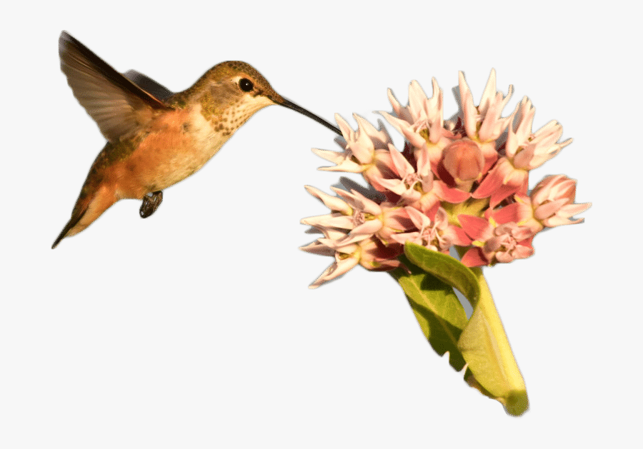 Hummingbird-flower - Ruby-throated Hummingbird, Transparent Clipart