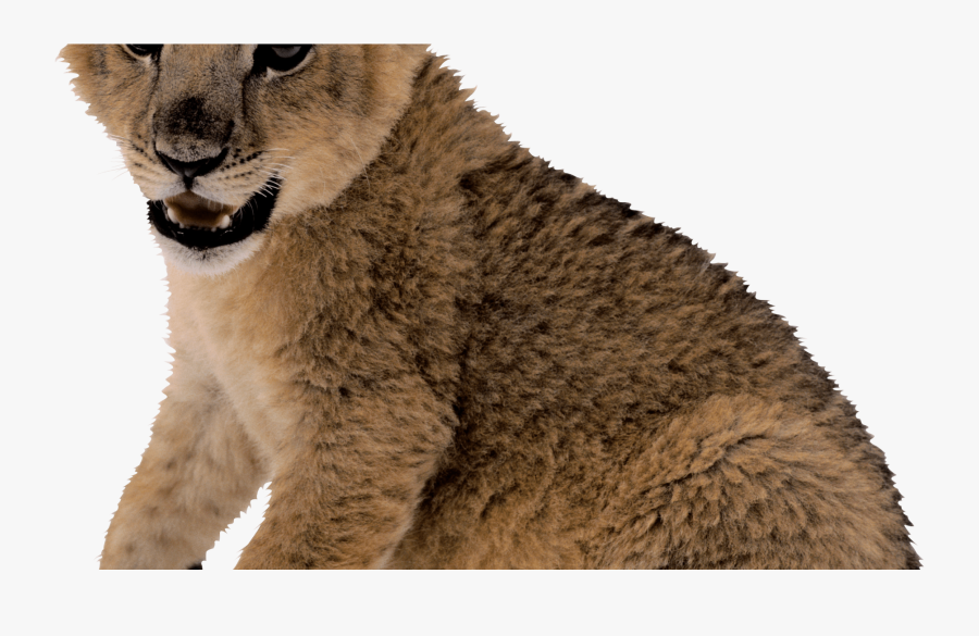 Transparent Lion Transparent Png - Cute Lion Cub Png, Transparent Clipart