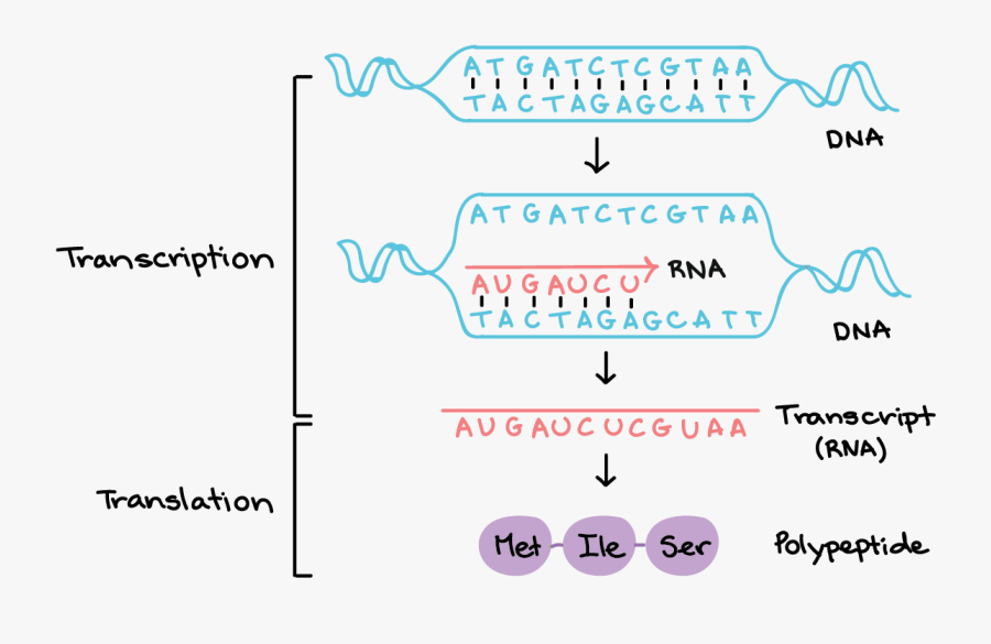 Från Dna Till Protein, Transparent Clipart