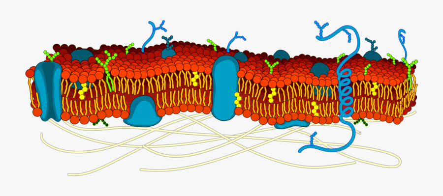 The Cell Membrane Is Studded With Proteins That Researchers - Biology Cell Membrane Diagram, Transparent Clipart
