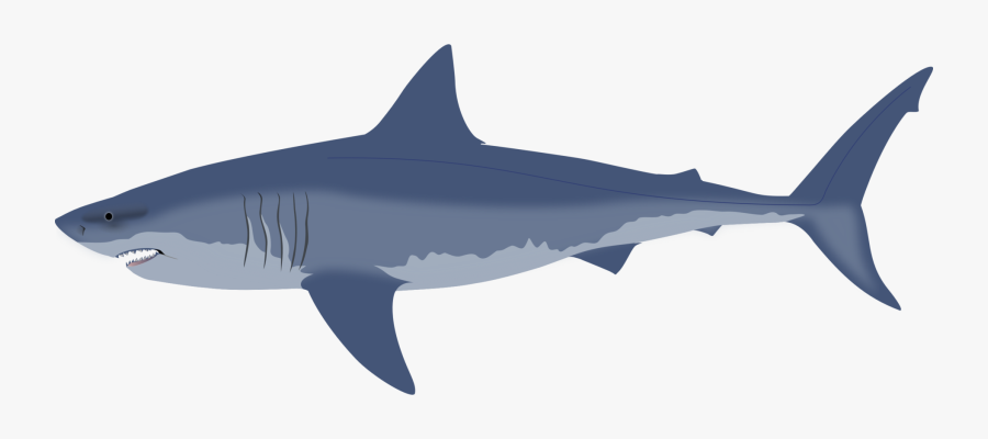 Shark Free Rear Tip, Transparent Clipart
