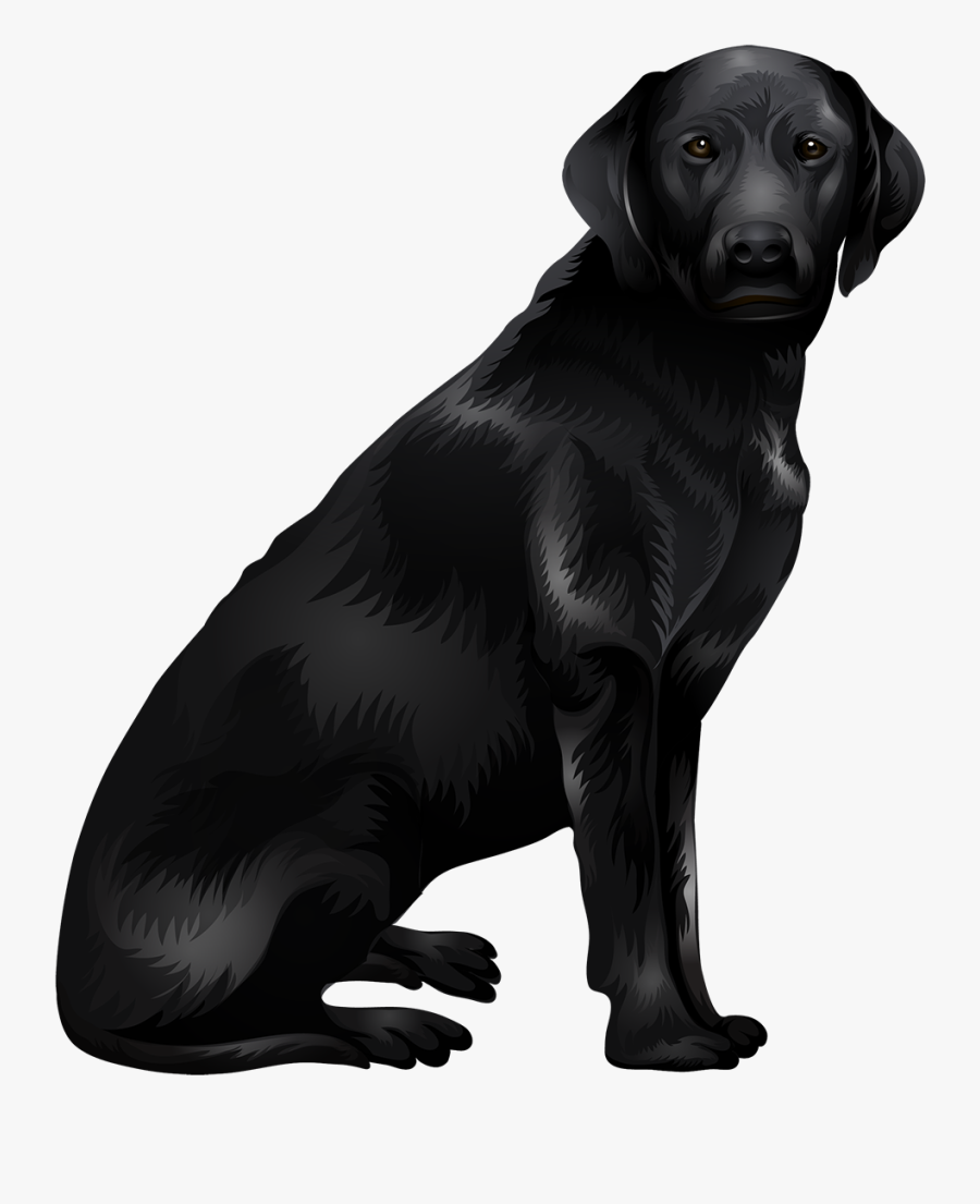 Labrador Retriever Png - Black Labrador Dog Png, Transparent Clipart