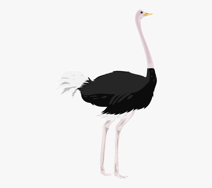 Ostrich Clipart, Transparent Clipart